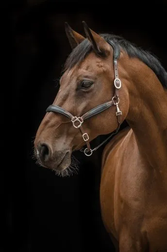 Lederhalfter DON Schwarz Braun o. Cognac ergonomisch geformt super weich VB WB XF Leder Halfter