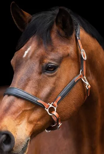 Lederhalfter DON Schwarz Braun o Cognac ergonomisch geformt super weich VB WB XF super weich