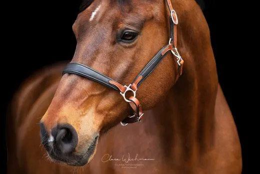 Lederhalfter DON Schwarz Braun o Cognac ergonomisch geformt super weich VB WB XF super weich