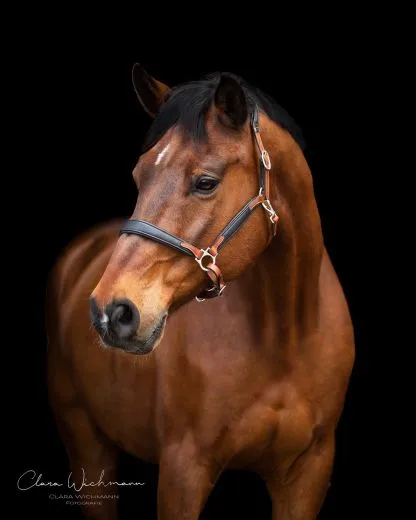 Lederhalfter DON Schwarz Braun o Cognac ergonomisch geformt super weich VB WB XF super weich