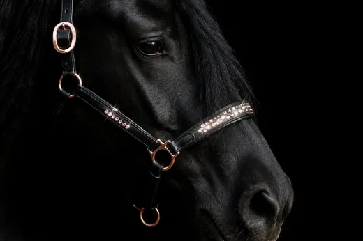Lederhalfter German Ros� Schwarz Halfter Leder Rosegold VB WB X Full Glitzer Halfter Leder Rosegold