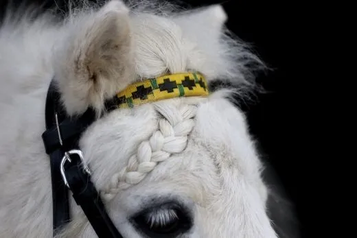 Western Trense JOE Minishetty Shetty + Z�gel, offen Leder Schwarz Westerntrense