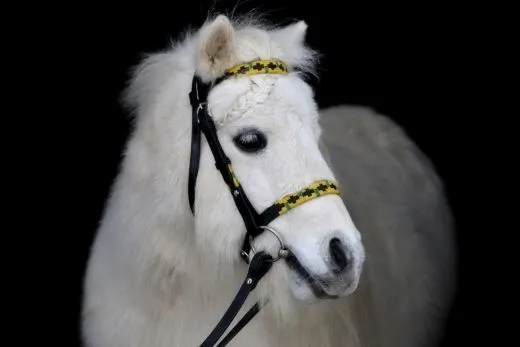 Western Trense JOE Minishetty Shetty + Z�gel, offen Leder Schwarz Westerntrense