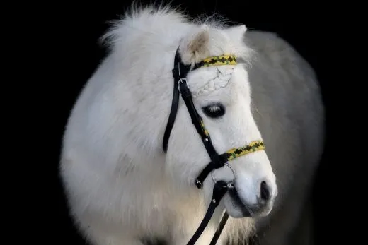 Western Trense JOE Minishetty Shetty + Z�gel, offen Leder Schwarz Westerntrense