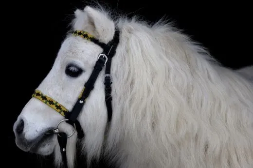 Western Trense JOE Minishetty Shetty + Z�gel, offen Leder Schwarz Westerntrense