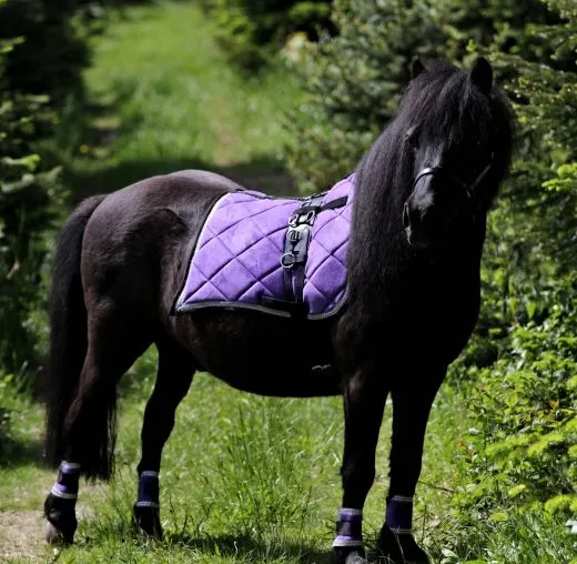 Cosima Barock Set Schabracke + Show Gamaschen Minishetty Shetty Rot Lila Wollwei� = B- WARE