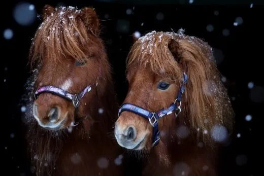 Halfter Wings Feder Blau Lila Nylon Halter unterlegt Fohlen MMS Minishetty Shetty Mini Shetty Fohlenhalfter Welsh