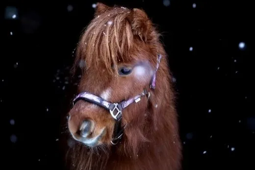 Halfter Wings Feder Blau Lila Nylon Halter unterlegt Fohlen MMS Minishetty Shetty Mini Shetty Fohlenhalfter Welsh