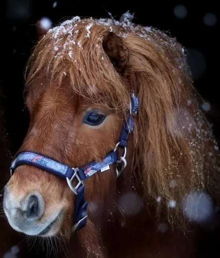 Halfter Wings Feder Blau Lila Nylon Halter unterlegt Fohlen MMS Minishetty Shetty Mini Shetty Fohlenhalfter Welsh