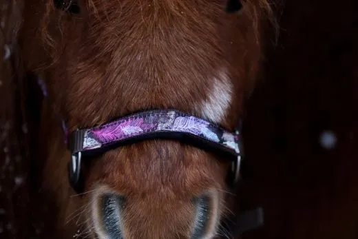 Halfter Wings Feder Blau Lila Nylon Halter unterlegt Fohlen MMS Minishetty Shetty Mini Shetty Fohlenhalfter Welsh