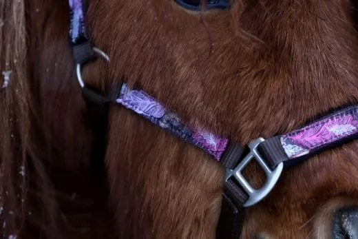 Halfter Wings Feder Blau Lila Nylon Halter unterlegt Fohlen MMS Minishetty Shetty Mini Shetty Fohlenhalfter Welsh