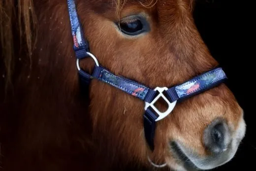 Halfter Wings Feder Blau Lila Nylon Halter unterlegt Fohlen MMS Minishetty Shetty Mini Shetty Fohlenhalfter Welsh