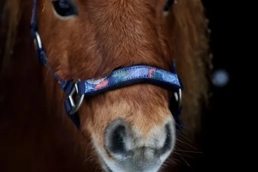 Halfter Wings Feder Blau Lila Nylon Halter unterlegt Fohlen MMS Minishetty Shetty Mini Shetty Fohlenhalfter Welsh