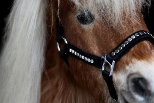 Halfter Lennox Nieten Nylon MMS MS S Schwarz Nietenhalfter Silber oder Goldfarben