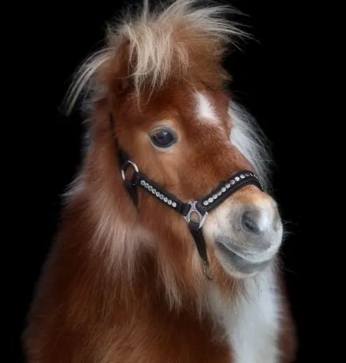 Halfter Lennox Nieten Nylon MMS MS S Schwarz Nietenhalfter Silber oder Goldfarben