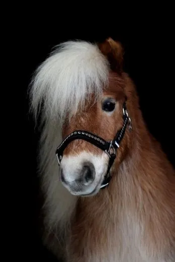 Halfter Lennox Nieten Nylon MMS MS S Schwarz Nietenhalfter Silber oder Goldfarben