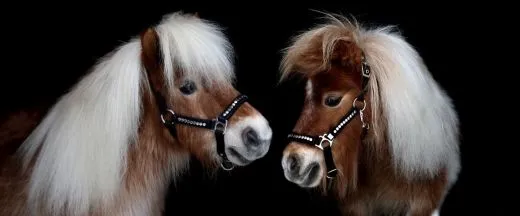 Halfter Lennox Nieten Nylon MMS MS S Schwarz Nietenhalfter Silber oder Goldfarben