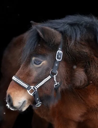 Halfter Lennox Nieten Silber oder Goldfarben Nylon Pony VB WB X Full Schwarz Nietenhalfter