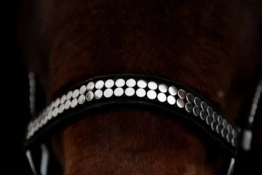 Halfter Lennox Nieten Silber oder Goldfarben Nylon Pony VB WB X Full Schwarz Nietenhalfter