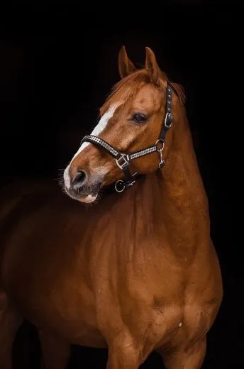 Halfter Lennox Nieten Silber oder Goldfarben Nylon Pony VB WB X Full Schwarz Nietenhalfter