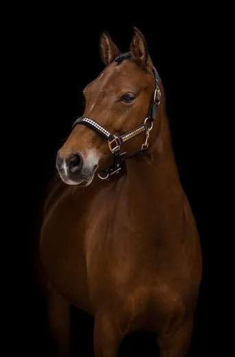 Halfter Lennox Nieten Silber oder Goldfarben Nylon Pony VB WB X Full Schwarz Nietenhalfter