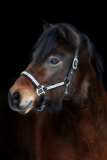 Halfter Lennox Nylon Schwarz Nieten Nylon Pony VB WB X Full Schwarz Nietenhalfter Silber -oder Goldfarben