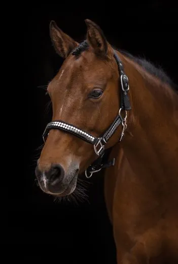 Halfter Lennox Nylon Schwarz Nieten Nylon Pony VB WB X Full Schwarz Nietenhalfter Silber -oder Goldfarben