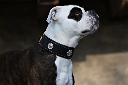 Lederhalsband Zorro Schwarz Conchos fest gen�ht M L XL BREIT ! Leder Halsband Hundhalsband