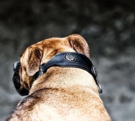 Lederhalsband Antique Blume Chonchos Zier Schnalle Breit M L XL Halsband Leder