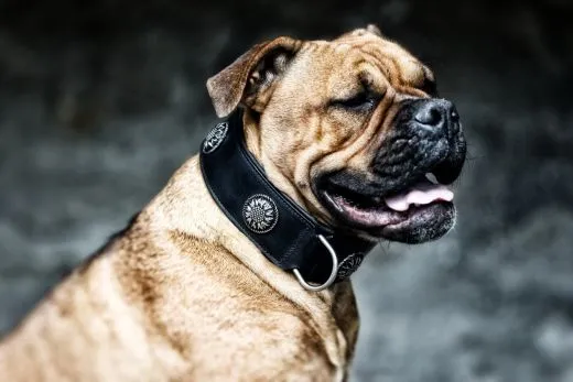 Lederhalsband Antique Blume Chonchos Zier Schnalle Breit M L XL Halsband Leder