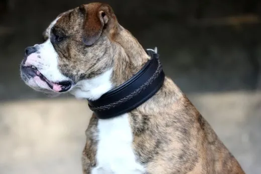 Leder Halsband Stitch geflochten Schwarz Wei� Braun M L XL BREIT Lederhalsband