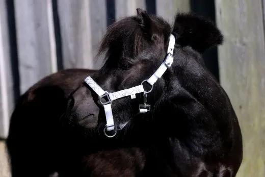 Halfter Holly Nylonhalfter Wei� Lila Rosa Rot Minishetty Shetty Fohlen MMS MS S