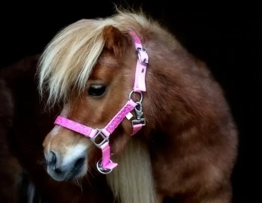 Halfter Holly Nylonhalfter Wei� Lila Rosa Rot Minishetty Shetty Fohlen MMS MS S