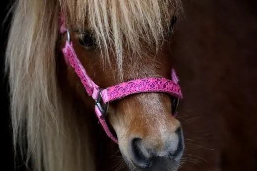 Halfter Holly Nylonhalfter Wei� Lila Rosa Rot Minishetty Shetty Fohlen MMS MS S