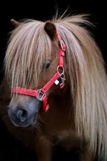 Halfter Holly Nylonhalfter Wei� Lila Rosa Rot Minishetty Shetty Fohlen MMS MS S