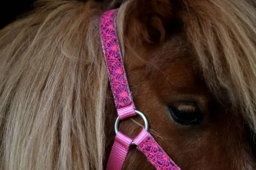 Halfter Holly Nylonhalfter Wei� Lila Rosa Rot Minishetty Shetty Fohlen MMS MS S