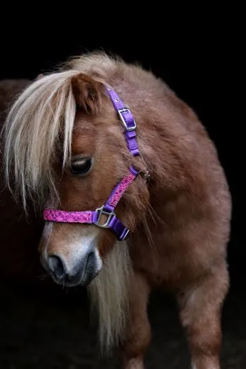 Halfter Holly Nylonhalfter Wei� Lila Rosa Rot Minishetty Shetty Fohlen MMS MS S
