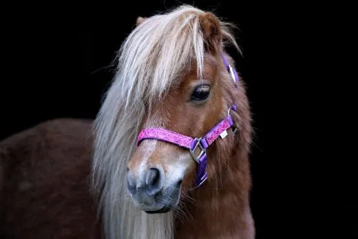 Halfter Holly Nylonhalfter Wei� Lila Rosa Rot Minishetty Shetty Fohlen MMS MS S