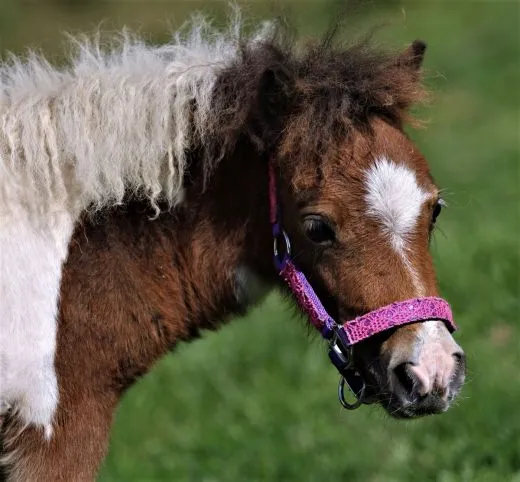 Halfter Holly Nylonhalfter Wei� Lila Rosa Rot Minishetty Shetty Fohlen MMS MS S