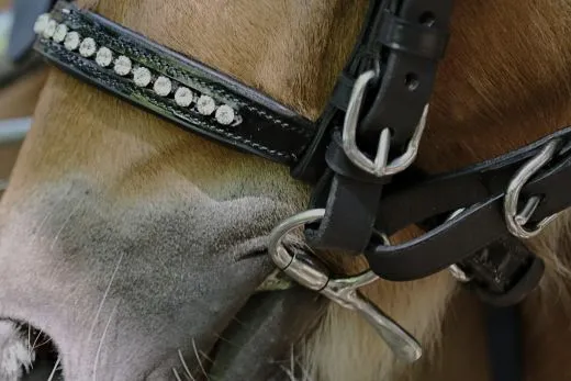 9 mm Gebiss Stange Mullen Mouth Bit Schenkelgebiss Fahren 7,5 8,5 9,5 10,5 11,5 cm Minishetty Shetty Baucher