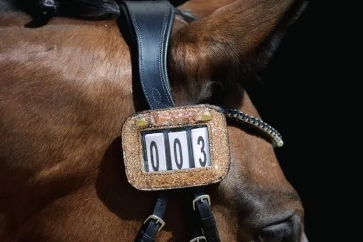 Turnier SET Kopfnummer Kopfnummern Clip Ros�gold Rosegold Glitter Glitzer Gebiss im Set m�glich Rose