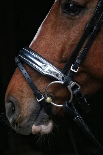 Trense SILVER Perlmutt Stirnband Silber Farben Nasenriemen metallisch + Z�gel VB WB X Full