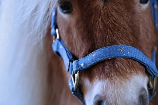 Halfter Starry Sky Blau Schwarz Sterne Nylon Gold Farben Beschl�ge Minishetty Shetty Minipony Fohlen Nylonhalfter