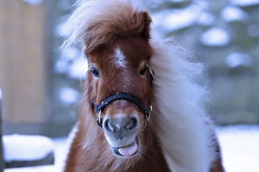 Halfter Starry Sky Blau Schwarz Sterne Nylon Gold Farben Beschl�ge Minishetty Shetty Minipony Fohlen Nylonhalfter