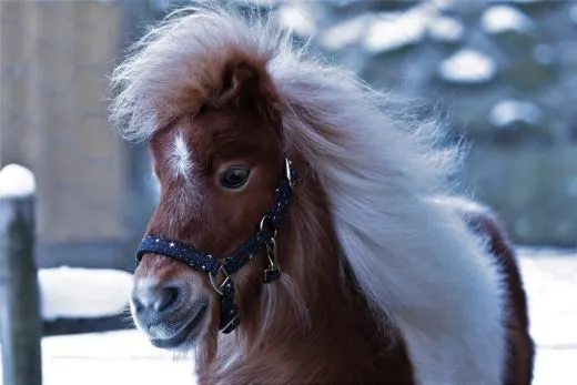 Halfter Starry Sky Blau Schwarz Sterne Nylon Gold Farben Beschl�ge Minishetty Shetty Minipony Fohlen Nylonhalfter