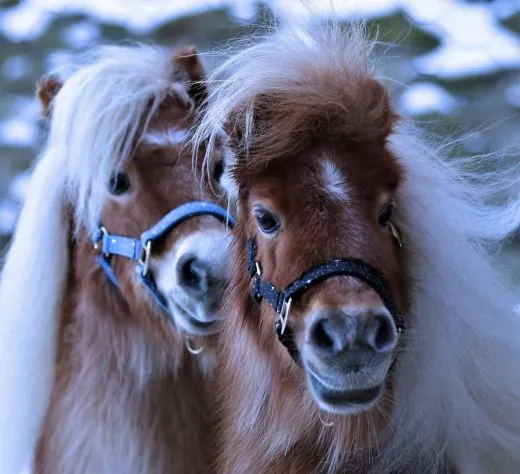 Halfter Starry Sky Blau Schwarz Sterne Nylon Gold Farben Beschl�ge Minishetty Shetty Minipony Fohlen Nylonhalfter