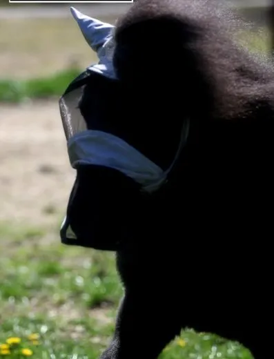 Fliegenhaube + + Lissy MIT Ohr MIT Nasenschutz Gr. SHETTY Grau Schwarz Fliegen Haube Fliegenmaske