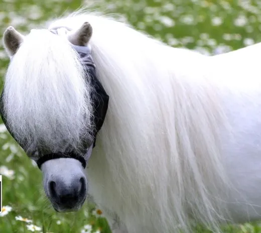 Fliegenhaube - - Lissy Ohne Ohr Ohne Nasenschutz Gr. Minishetty SHETTY Grau Schwarz Fliegen Haube Fliegenmaske