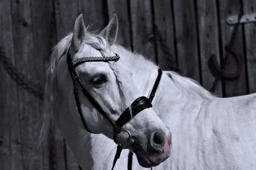 Trense CROWN Glitzer Nacken + Nasenriemen Schwarz Leder VB WB X Full Strass englisch Schwarz Sperrriemen abnehmbar