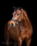 Trense Zaum BLACK SIS Lack Strass Glitzer Schwarz Glitzer Details Nasenriemen Schwedisch + gummierte Z�gel VB WB X FULL